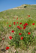 Poppies (Papaver rhoeas) on the Golan Heights