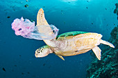 Green turtle and waste plastic bag