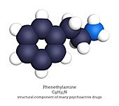 Phenethylamine, molecular model