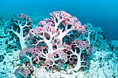 Dendronephthys soft coral
