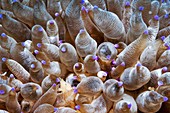 Mushroom coral polyps