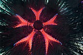 Long-spined sea urchin