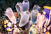 Rhopalaea sea squirts