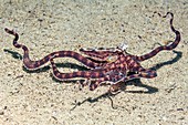 Mimic octopus