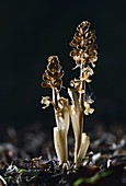 Birdsnest orchid (Neottia nidus-avis) flowers