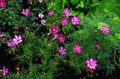 Cosmos bipinnatus 'Candy Stripe' flowers
