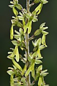 Common twayblade (Listera ovata) flowers
