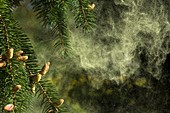 Norway spruce (Picea abies) releasing spores