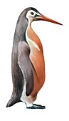 Inkayacu paracasensis, extinct penguin, illustration