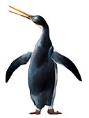 Kairuku waitaki, extinct penguin, illustration