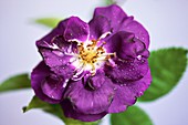 Rose flower, Passion For Purple