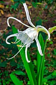 Peruvian daffodil (Ismene x deflexa) flower