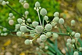 Rattlesnake Master (Eryngium yuccifolium) flowers