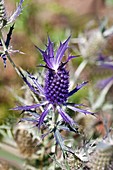 Leavenworth's eryngo (Eryngium leavenworthii) flowers