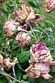 Powdery mildew on Rosa mundi flowers
