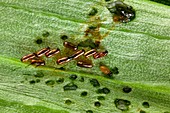 Hatching eggs of lily beetle