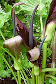 Flowering plant of Arum dioscoridis