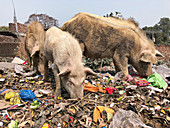 Pigs foraging on a rubbish heap