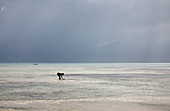 Boy collecting sea water on a beach, Zanzibar