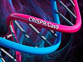 DNA model with CRISPR-Cas9 text, illustration