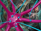 Nerve cell and synapses, illustration