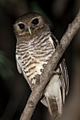 White browed owl.