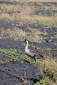 Hawaiian goose