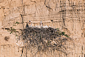 Bonelli's eagle chicks, India