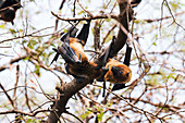 Fruit bats, India