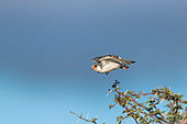 African pygmy falcon