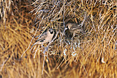 Sociable weavers at their nest