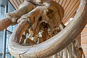 Columbian mammoth skeleton