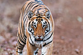 Bengal tiger, India