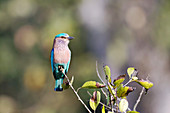 Indian roller, India