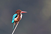 White-throated kingfisher, India