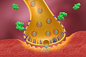 Botulinum toxin nerve block mechanism, illustration