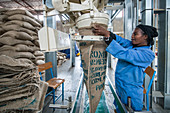 Worker bagging arabica coffee beans, Addis Ababa, Ethiopia