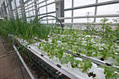 Hydroponic horticulture of herbs
