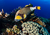 Titan triggerfish