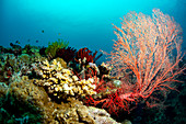 Red gorgonian sea fan on a coral reef