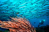 Diver with school of Blackfin barracuda