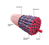 Muscle fibre structure, illustration