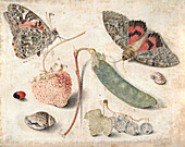 Fruits, insects and shells, historical illustration