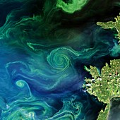 Marine phytoplankton bloom, Finland, 2018