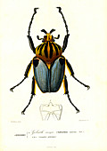 Goliath beetle, 19th Century illustration