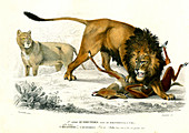Lion, 19th Century illustration