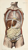Abdominal organs, 1866 illustration