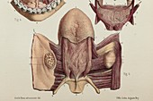 Tongue anatomy, 1866 illustration