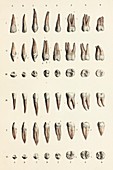 Human tooth anatomy, 1866 illustration