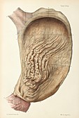 Stomach mucosa, 1866 illustration